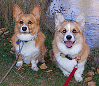 The Boys
